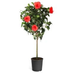 Red Tropical Hibiscus Tree -Brighter Blooms Sales Red Tropical Hibiscus Tree 5