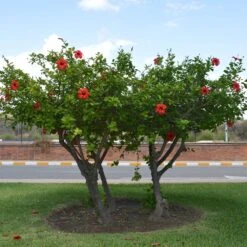 Red Tropical Hibiscus Tree -Brighter Blooms Sales Red Tropical Hibiscus Tree 6 BB