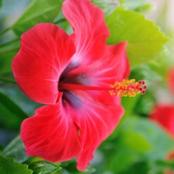 Red Tropical Hibiscus Tree -Brighter Blooms Sales Red Tropical Hibiscus Tree 7 BB