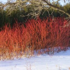 Cold-Hardy Winter Interest Kit -Brighter Blooms Sales Red Twig Dogwood 2 BB 78d78088 b95a 4784 931c 7a1b9da5fa66