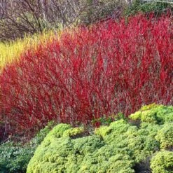 Red Twig Dogwood Shrub -Brighter Blooms Sales Red Twig Dogwood 4
