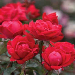 Double Knock Out® Rose 10 Double Knock Out® Rose -Brighter Blooms Sales Red knockout rose 10 BB