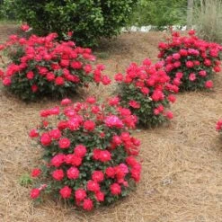 Double Knock Out® Rose 11 Double Knock Out® Rose -Brighter Blooms Sales Red knockout rose 4