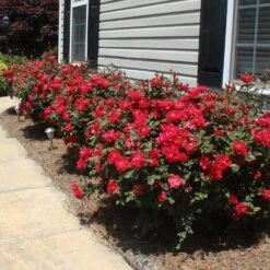 Double Knock Out® Rose 12 Double Knock Out® Rose -Brighter Blooms Sales Red knockout rose 8 BB