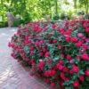 Double Knock Out® Rose -Brighter Blooms Sales Red knockout rose BB 600x600 311b8812 d4eb 41ce 8b37 f7c50aff357b