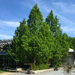 Dawn Redwood Tree -Brighter Blooms Sales Redwood 2 BB