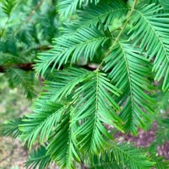 Dawn Redwood Tree -Brighter Blooms Sales Redwood 8 BB