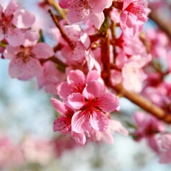 Reliance Peach Tree -Brighter Blooms Sales Reliance Peach Tree 3