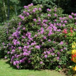 New Products -Brighter Blooms Sales Rhododendron Lavender 1 BB