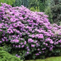 Lavender Rhododendron Shrub -Brighter Blooms Sales Rhododendron Lavender 3 BB
