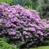 Lavender Rhododendron Shrub -Brighter Blooms Sales Rhododendron Lavender BB 600x600 298a5b9c 5eb7 4eb5 9289 620bf33e6588