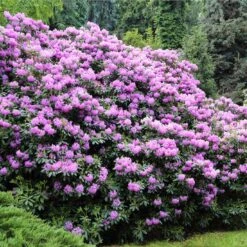 Lavender Rhododendron Shrub