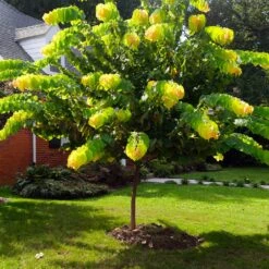 The Rising Sun™ Redbud Tree -Brighter Blooms Sales Rising Sun Redbud 1