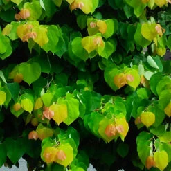 The Rising Sun™ Redbud Tree -Brighter Blooms Sales Rising Sun Redbud 4