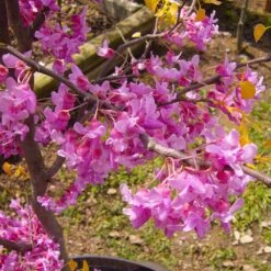 The Rising Sun™ Redbud Tree -Brighter Blooms Sales Rising Sun Redbud 6