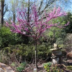 The Rising Sun™ Redbud Tree -Brighter Blooms Sales Rising Sun Redbud 7 BB