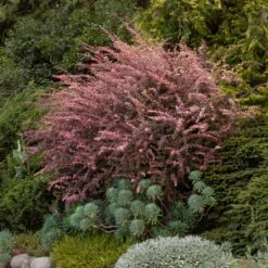 Rose Glow Barberry Shrub -Brighter Blooms Sales Rose GLow Barberry 5