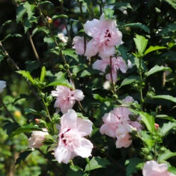 Pink Rose Of Sharon Althea Tree -Brighter Blooms Sales Rose of Sharon Althea 3 FGT 8d252538 5241 48ed 90fd 01dd8b9e9cc6
