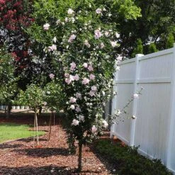 Brighter Blooms Sales 6 Pink Rose Of Sharon Althea Tree