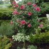 Red Rose Of Sharon Althea Tree -Brighter Blooms Sales Rose of Sharon Althea Trees Red BB 600x600 25ca56cc bc9d 41b4 81b4 bb34f8c7372f