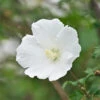 White Rose Of Sharon Althea Shrub -Brighter Blooms Sales Rose of Sharon Tree White 3 SINGLE BB