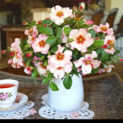 Raspberry Kiss™ Rose Tree -Brighter Blooms Sales Rosemarry Kiss Rose tree 1