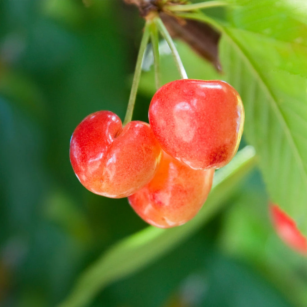 Royal Ann Cherry 4 Royal Ann Cherry - Image 2