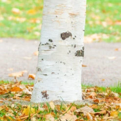 Royal Frost Birch -Brighter Blooms Sales Royal Frost Birch 1 BB