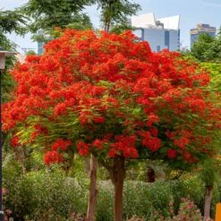 New Products -Brighter Blooms Sales Royal Poinciana tree 2 BB