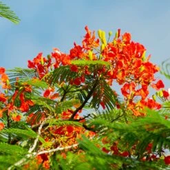 Royal Poinciana Tree -Brighter Blooms Sales Royal Poinciana tree 3 BB
