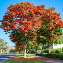 Royal Poinciana Tree -Brighter Blooms Sales Royal Poinciana tree 5 BB