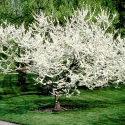 Royal White Redbud Tree 10 Royal White Redbud Tree -Brighter Blooms Sales Royal White Redbud 3