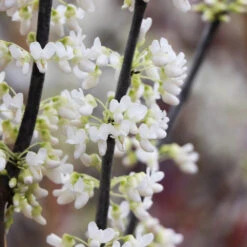 Royal White Redbud Tree 11 Royal White Redbud Tree -Brighter Blooms Sales Royal White Redbud 4 BB