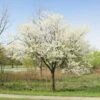 Royal White Redbud Tree 2 Royal White Redbud Tree -Brighter Blooms Sales Royal White Redbud BB 600x600 beea3078 86be 4bcb a62f 7557bd30f50c