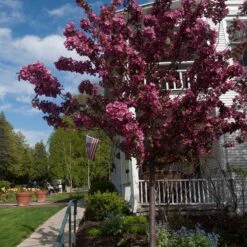 Royalty Crabapple Tree -Brighter Blooms Sales Royalty Crabapple 2