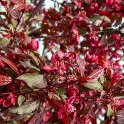 Royalty Crabapple Tree -Brighter Blooms Sales Royalty Crabapple 4 BB