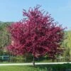 Royalty Crabapple Tree -Brighter Blooms Sales Royalty Crabapple BB 600x600 2499a74a 6893 4803 9d57 29f8d56548ae