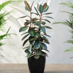 Sunset Hues House Plant Kit 12 Sunset Hues House Plant Kit -Brighter Blooms Sales Rubber Tree FGT
