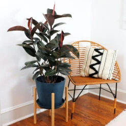 Rubber Tree Plant -Brighter Blooms Sales Rubber Tree FGT 4