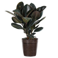Rubber Tree Plant -Brighter Blooms Sales Rubber Tree delilah brown