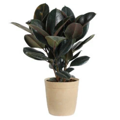 Rubber Tree Plant -Brighter Blooms Sales Rubber Tree delilah tan