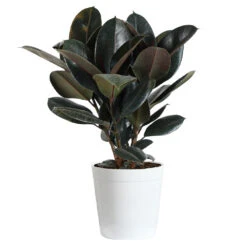 Rubber Tree Plant -Brighter Blooms Sales Rubber Tree delilah white