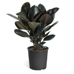 Rubber Tree Plant -Brighter Blooms Sales Rubber Tree standard