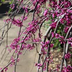 Ruby Falls Redbud Tree -Brighter Blooms Sales Ruby Falls Redbud 6 BB