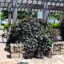 Ruby Falls Redbud Tree -Brighter Blooms Sales Ruby Falls Redbud 7