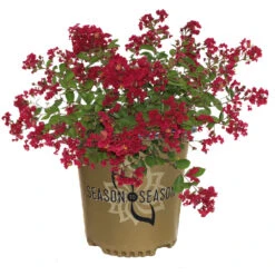 Ruby Prince™ Emerald Empire® Crape Myrtle Tree -Brighter Blooms Sales Ruby Prince Crape Myrtle 2