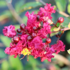 Ruby Prince™ Emerald Empire® Crape Myrtle Tree -Brighter Blooms Sales Ruby Prince Crape Myrtle 3
