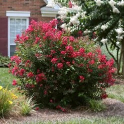 Ruby Prince™ Emerald Empire® Crape Myrtle Tree -Brighter Blooms Sales Ruby Prince Crape Myrtle 4