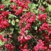 Ruby Prince™ Emerald Empire® Crape Myrtle Tree -Brighter Blooms Sales Ruby Prince Crape Myrtle 600x600 ab3a73ce dca2 400f a982 55fbe101b3e4