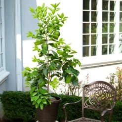 Ruby Red Grapefruit Tree 11 Ruby Red Grapefruit Tree -Brighter Blooms Sales Ruby Red Grapefruit 8